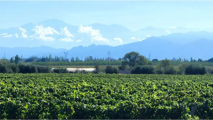 Presentation image of Bodega Florio