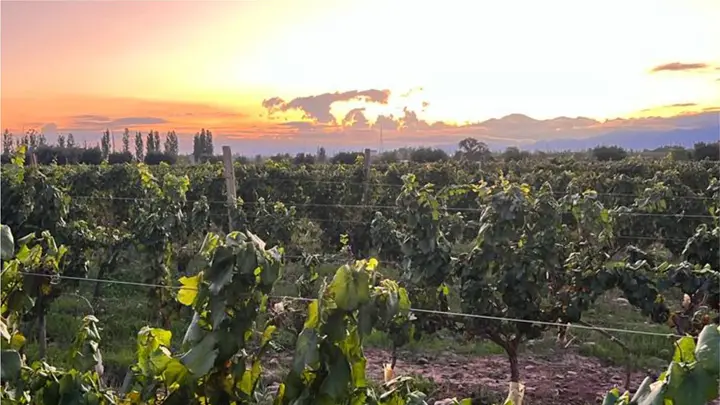 Presentation image of Bodega Florio
