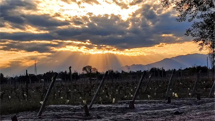 Presentation image of Bodega Florio