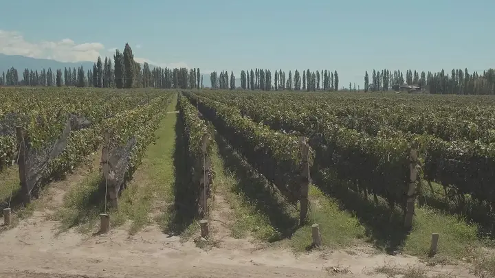 Presentation image of Bodegas y Viñedos Renacer