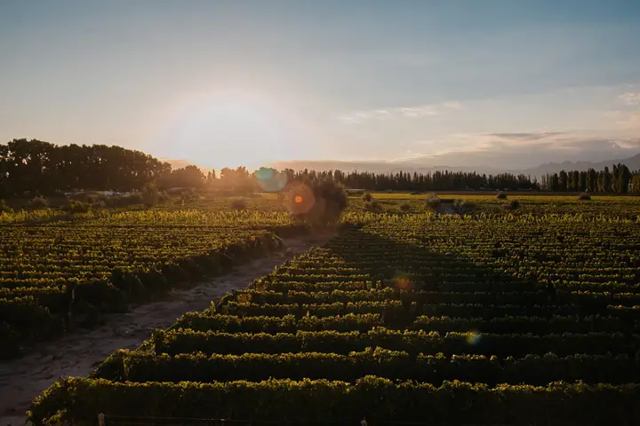 Presentation image of Bodegas y Viñedos Renacer
