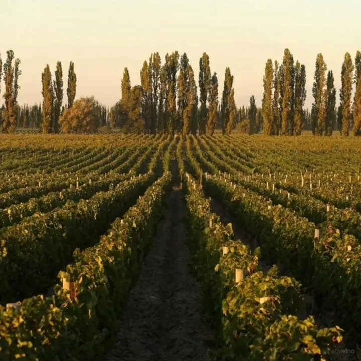 Presentation image of Coloso Wines