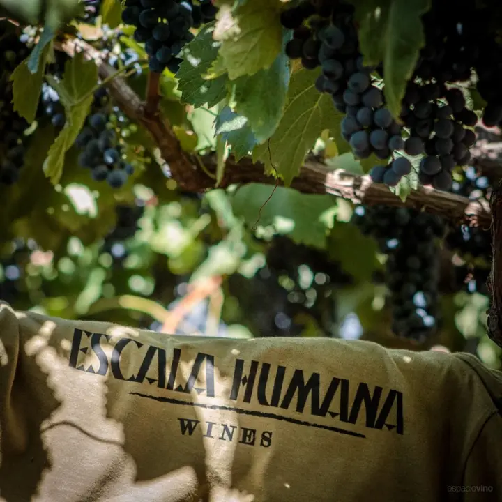 Imagen de presentación de Escala Humana