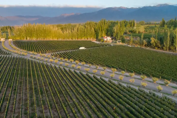 Presentation image of Finca Bandini