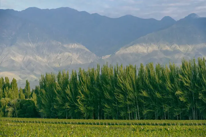 Presentation image of Finca Bandini