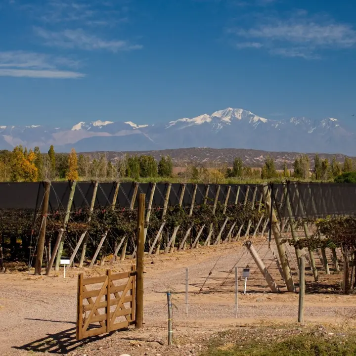 Presentation image of Finca Flichman