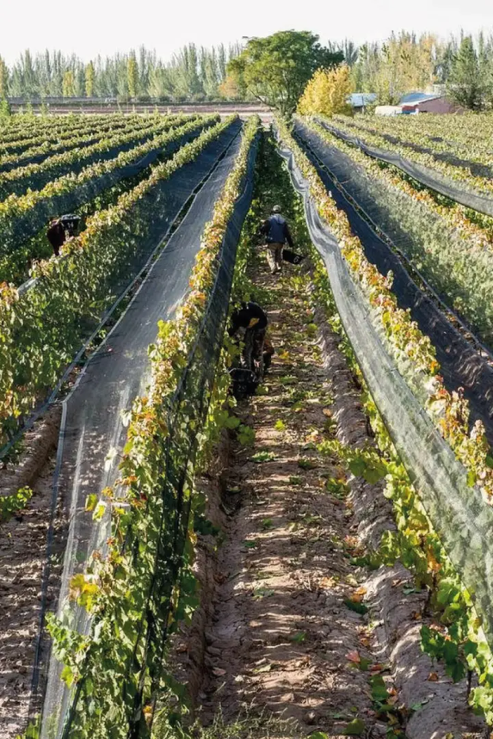 Imagem de apresentação de Hacienda del Plata