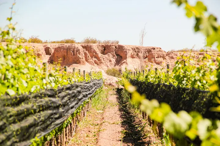 Presentation image of Huarpes Wines