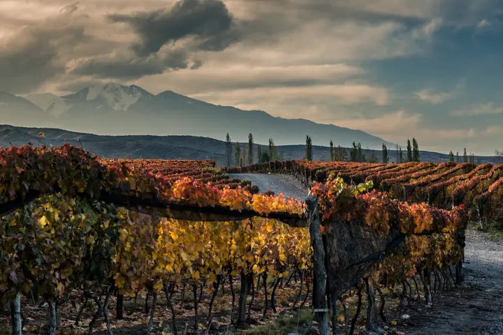 Imagen de presentación de Huentala Wines