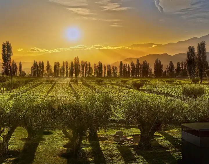 Presentation image of Matervini