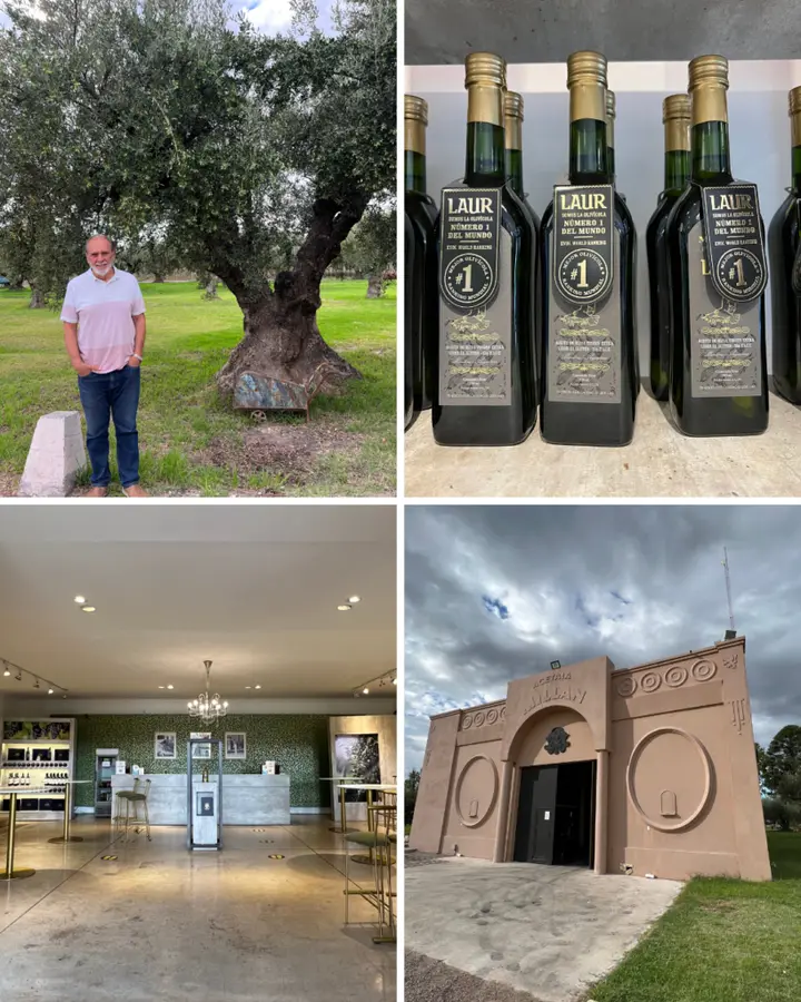 Presentation image of Olivicola Laur