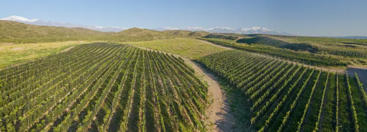 Imagen de presentación de Piedra Infinita Zuccardi