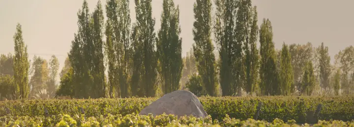 Imagen de presentación de Piedra Infinita Zuccardi