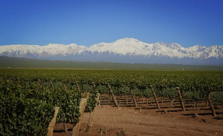 Presentation image of Pulenta Estate