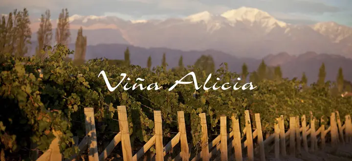 Presentation image of Viña Alicia